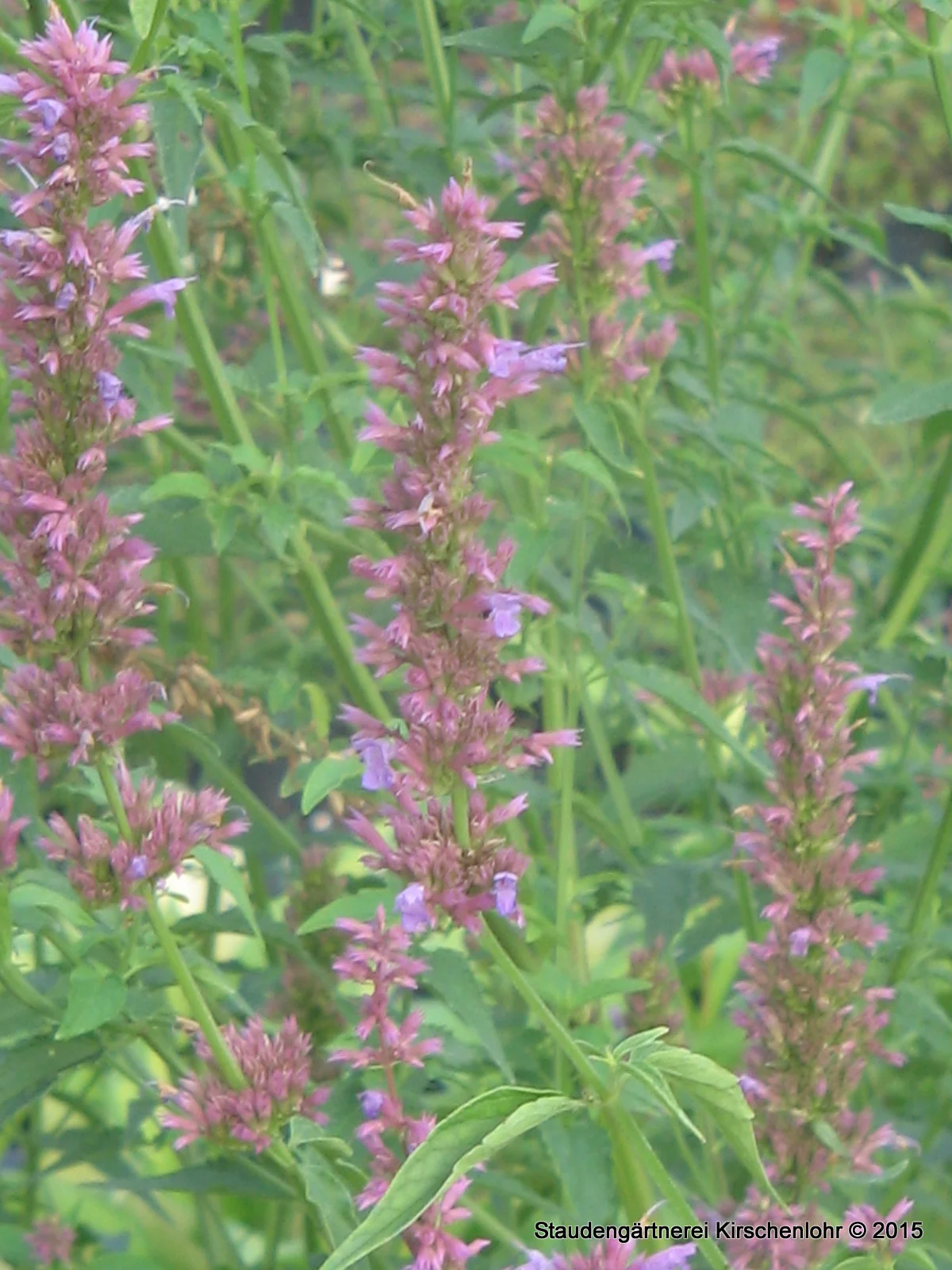 Agastache 'Ayala'