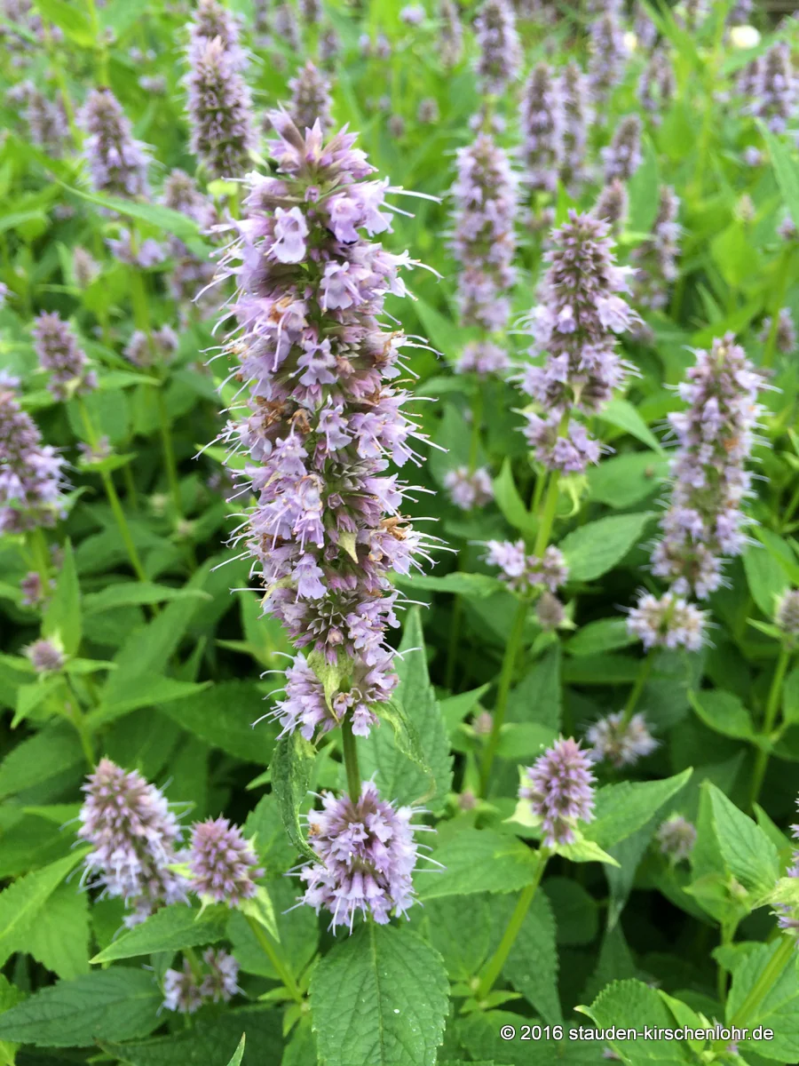 Agastache 'Blue Fortune'