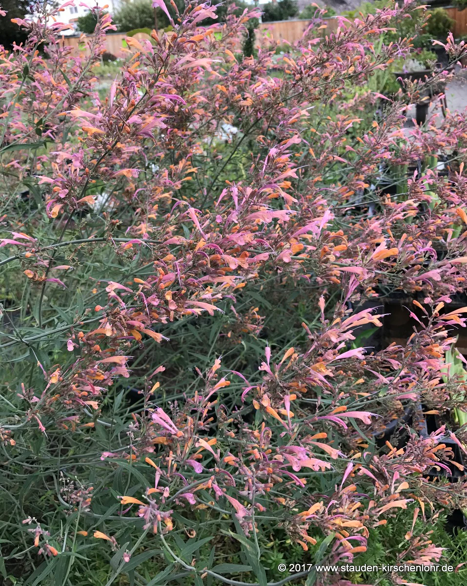 Agastache 'Pink Sunrise'