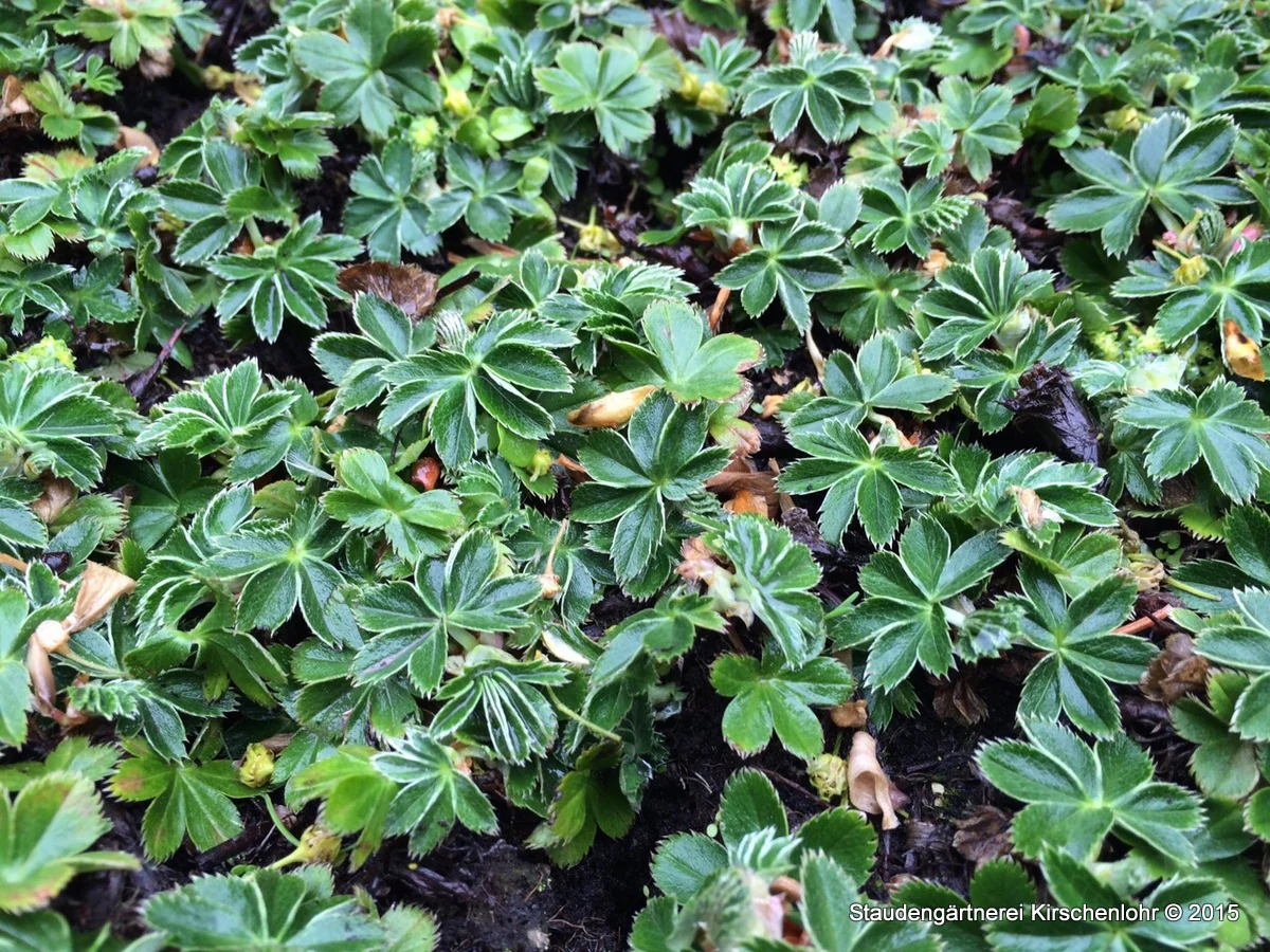 Alchemilla faeroensis var. pumila
