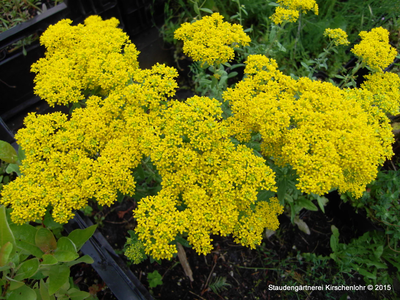 Alyssum markgrafii