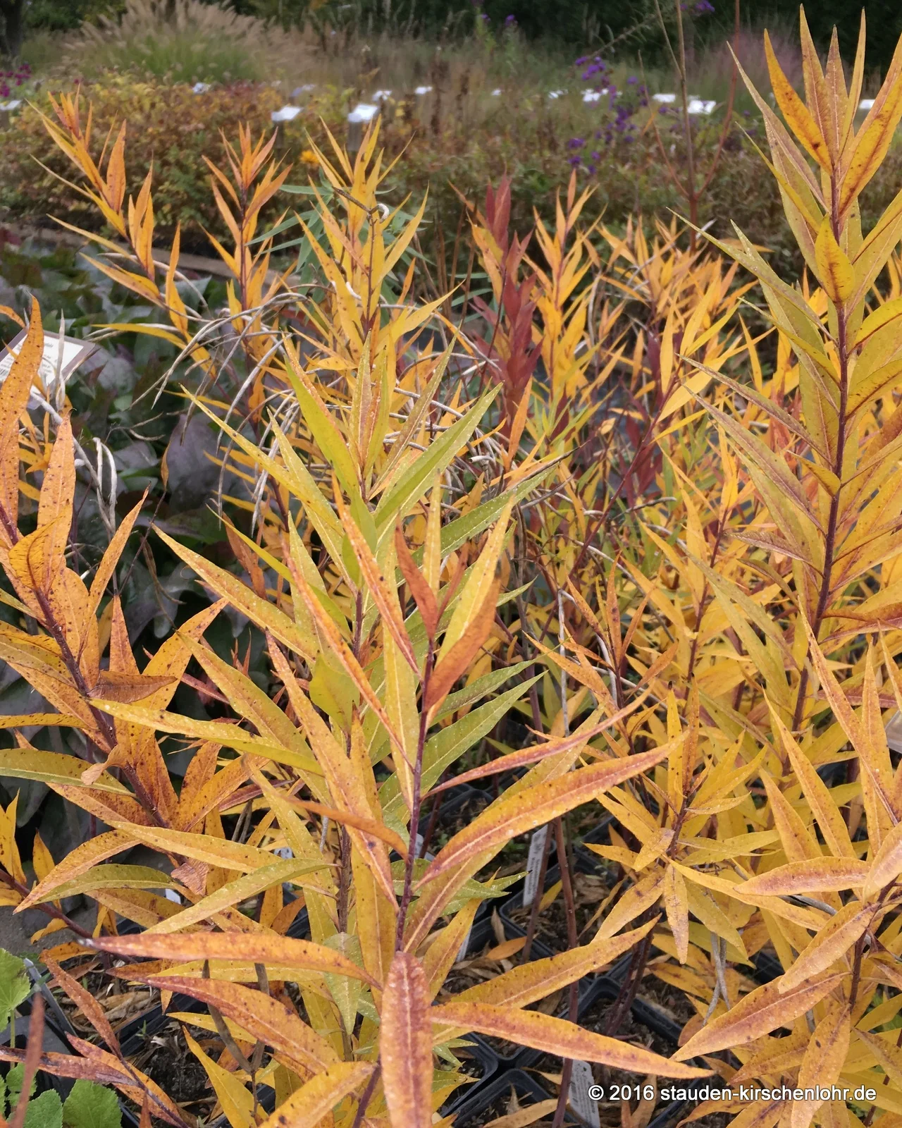Amsonia illustris