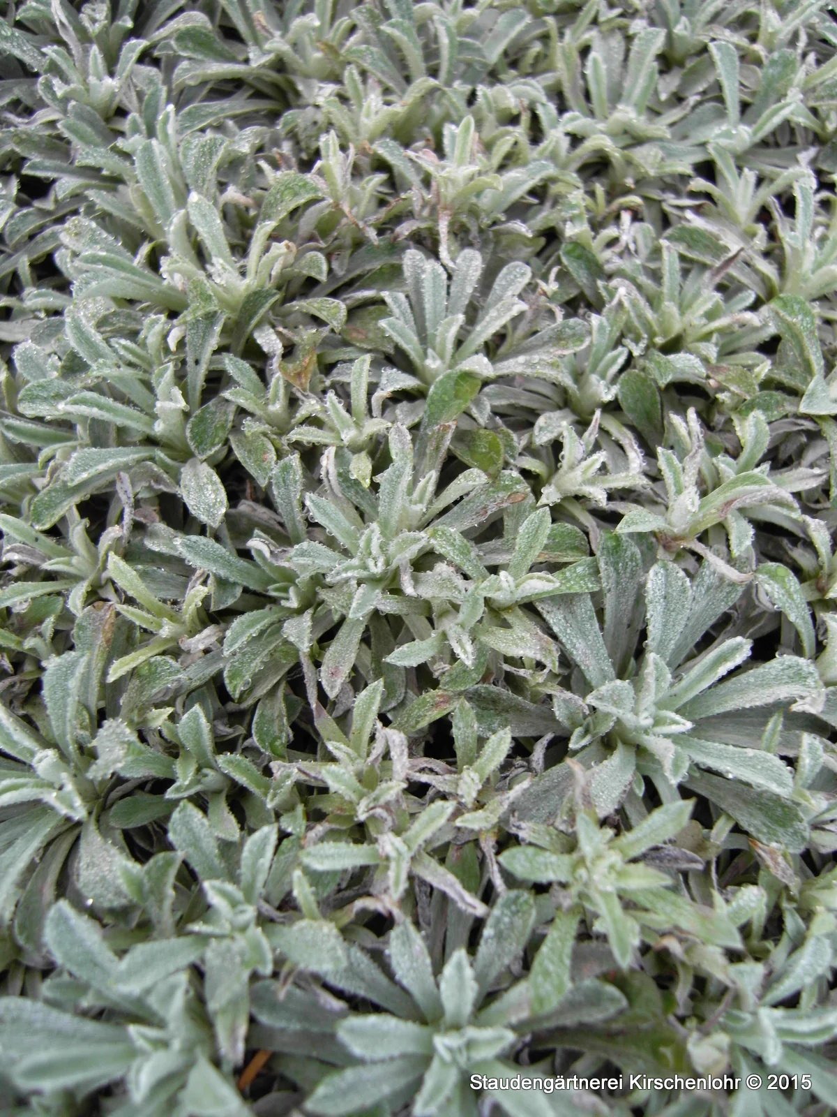 Anaphalis alpicola