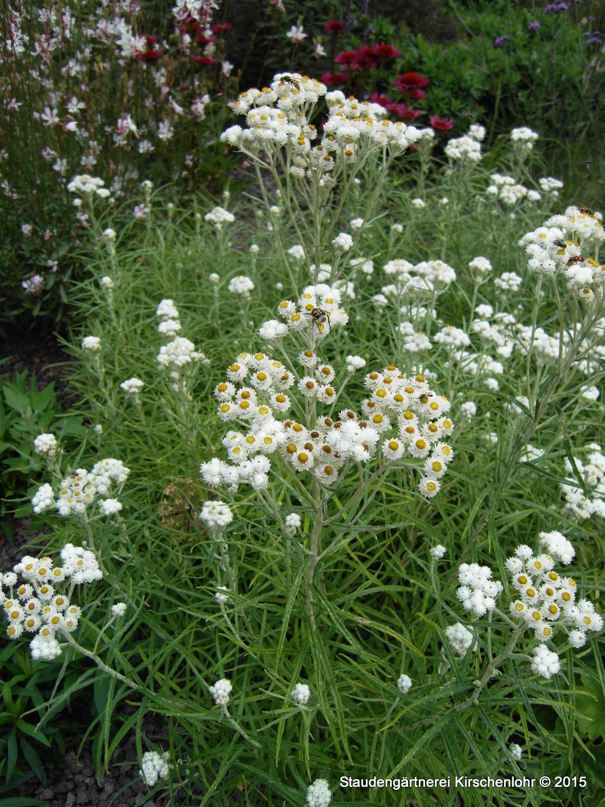 Anaphalis margaritacea 'Neuschnee'