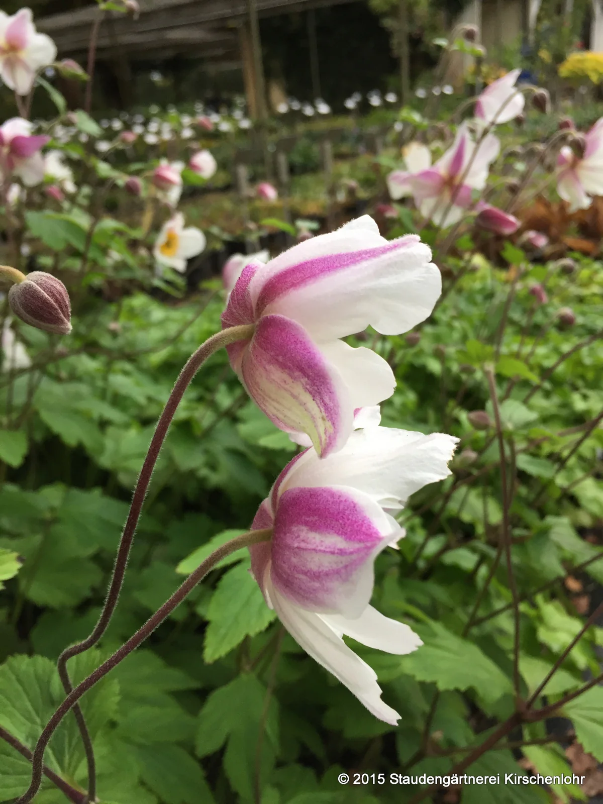 Anemone 'Dainty Swan' ® NIS