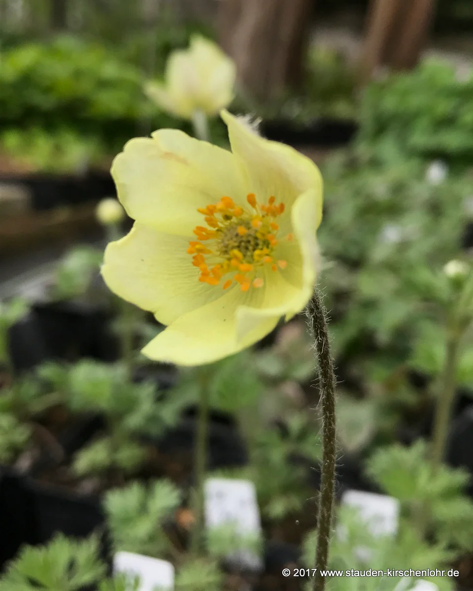 Anemone palmata