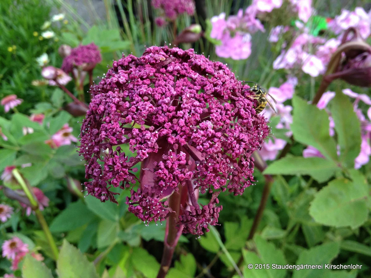 Angelica gigas