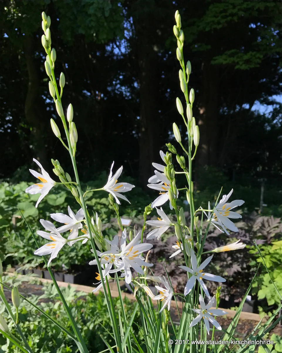 Anthericum liliago