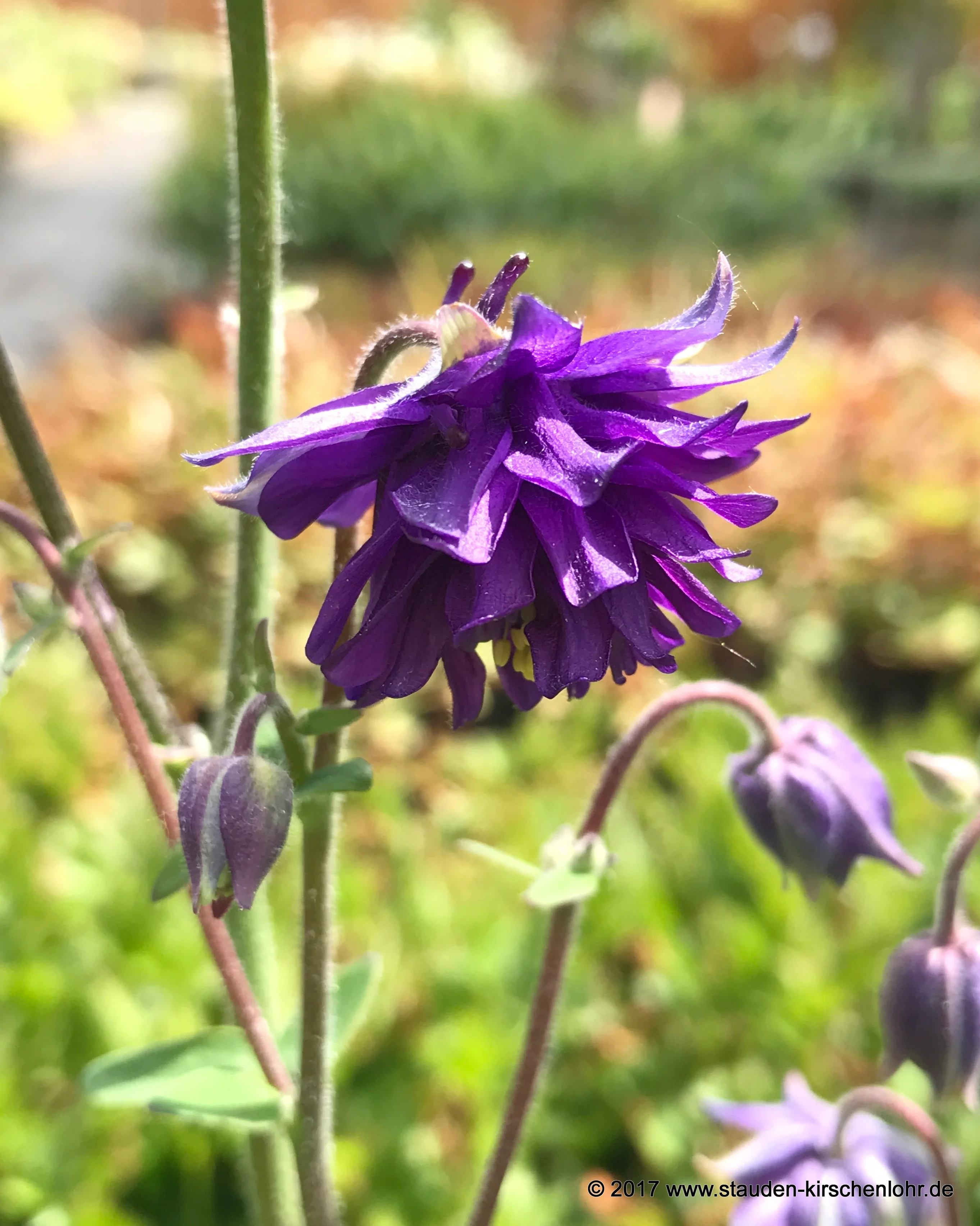 Aquilegia vulgaris