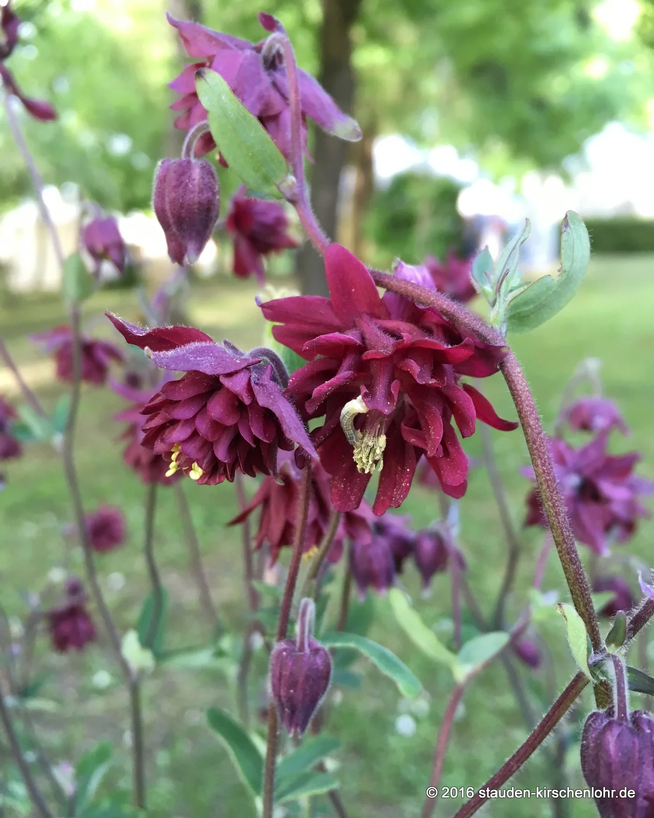 Aquilegia vulgaris 'Ruby Port'