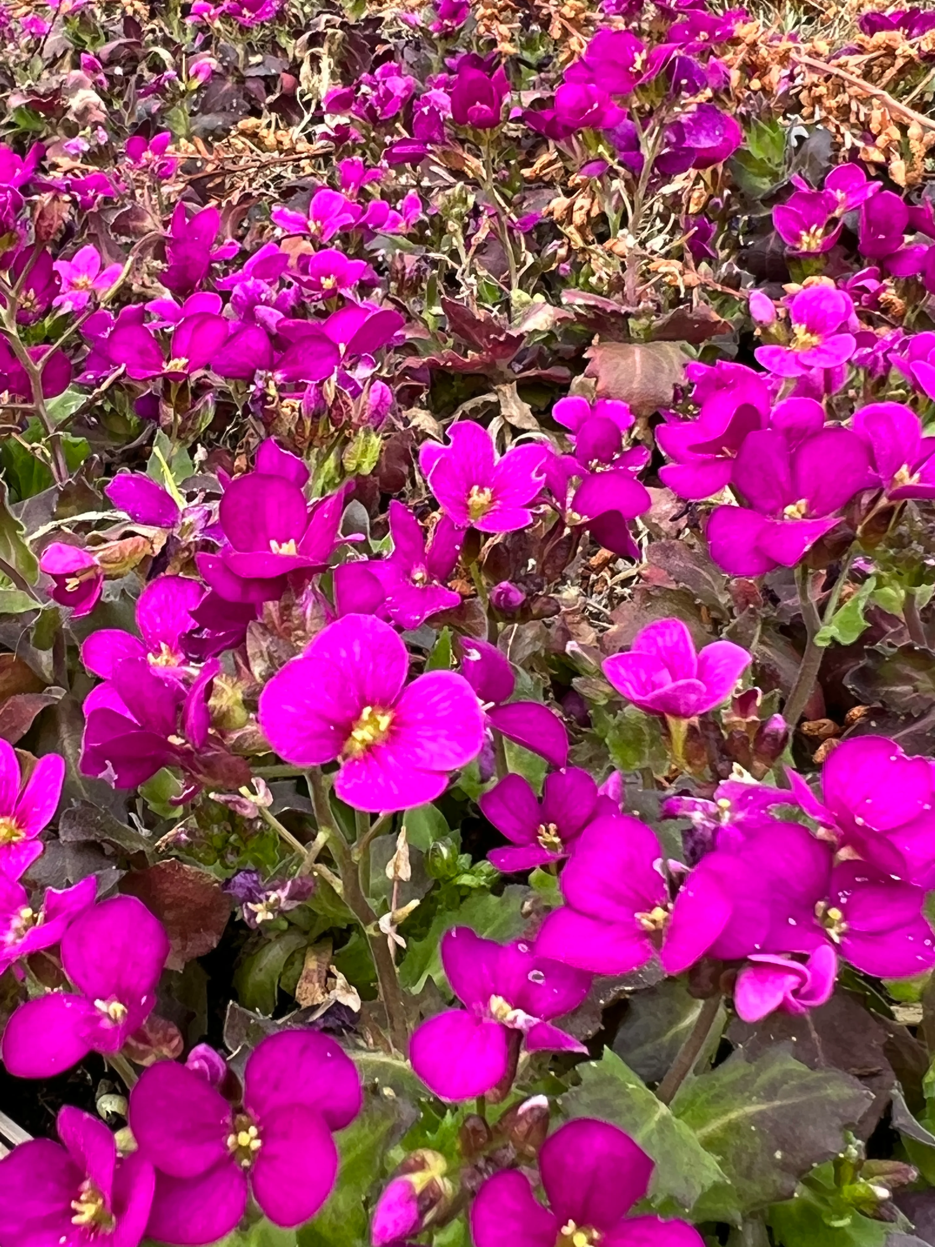 Arabis caucasica 'Little Treasure Deep Rose'
