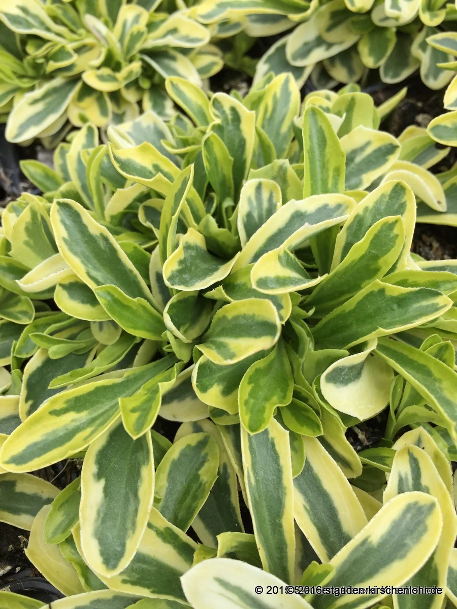 Arabis ferdinandi-coburgii 'Old Gold'