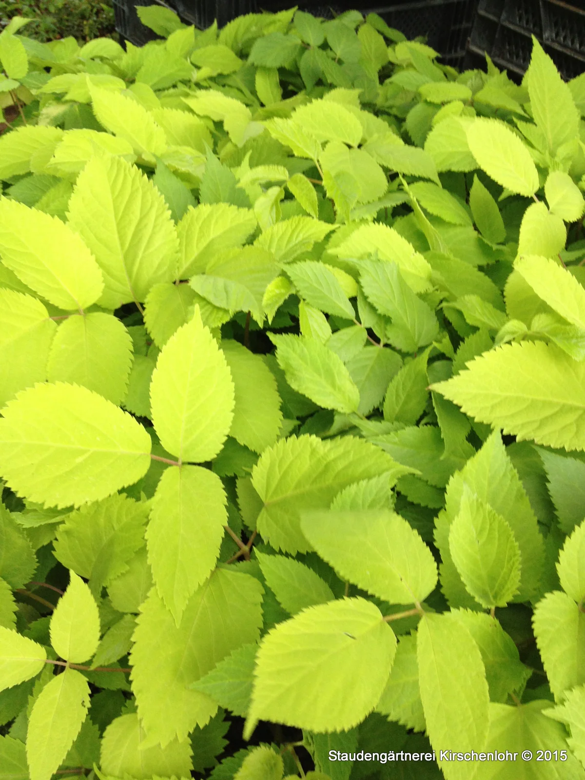 Aralia cordata 'Sun King'