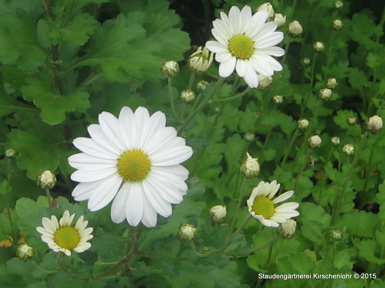 Arctanthemum arcticum 'Stella'