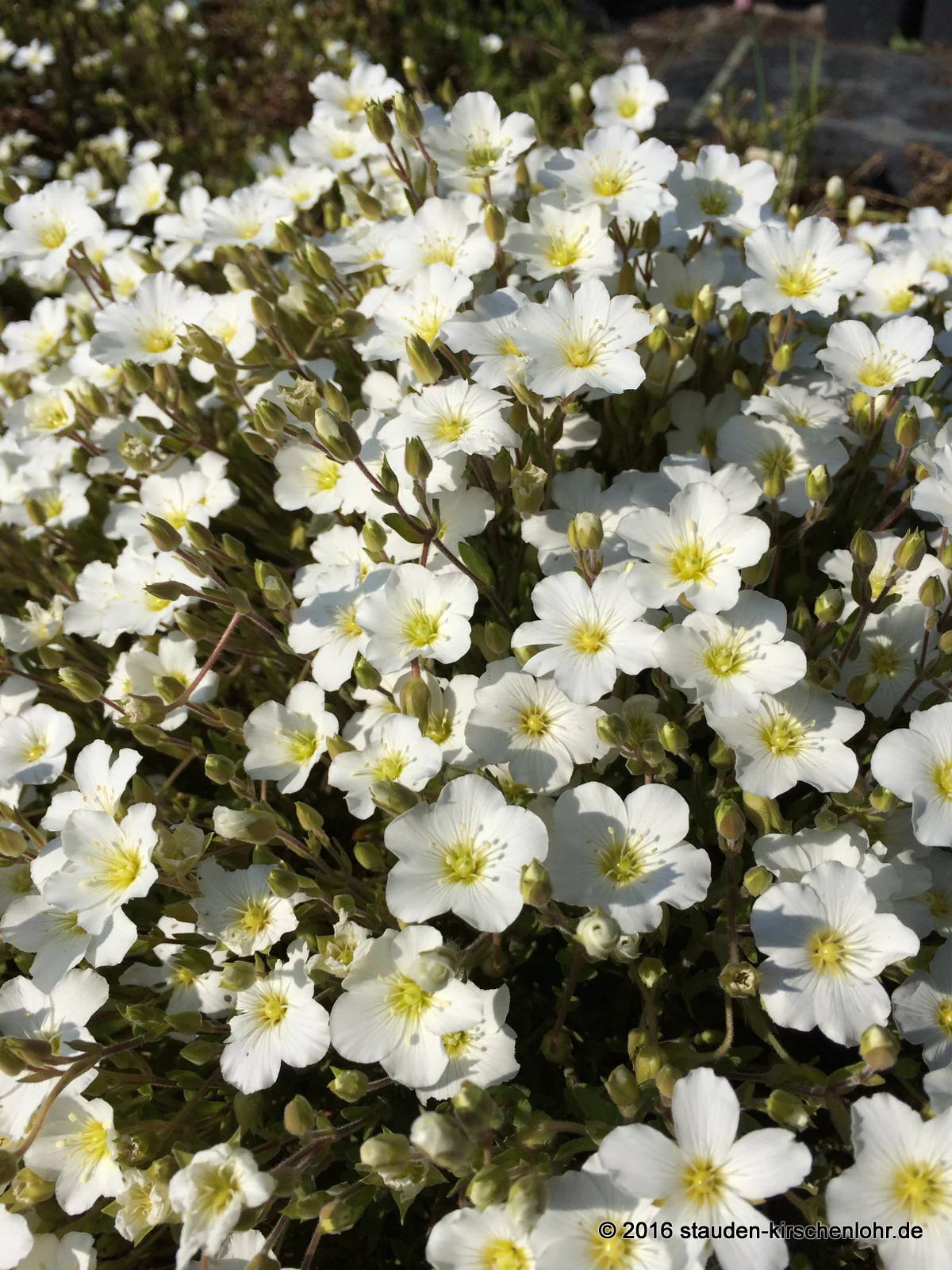 Arenaria montana