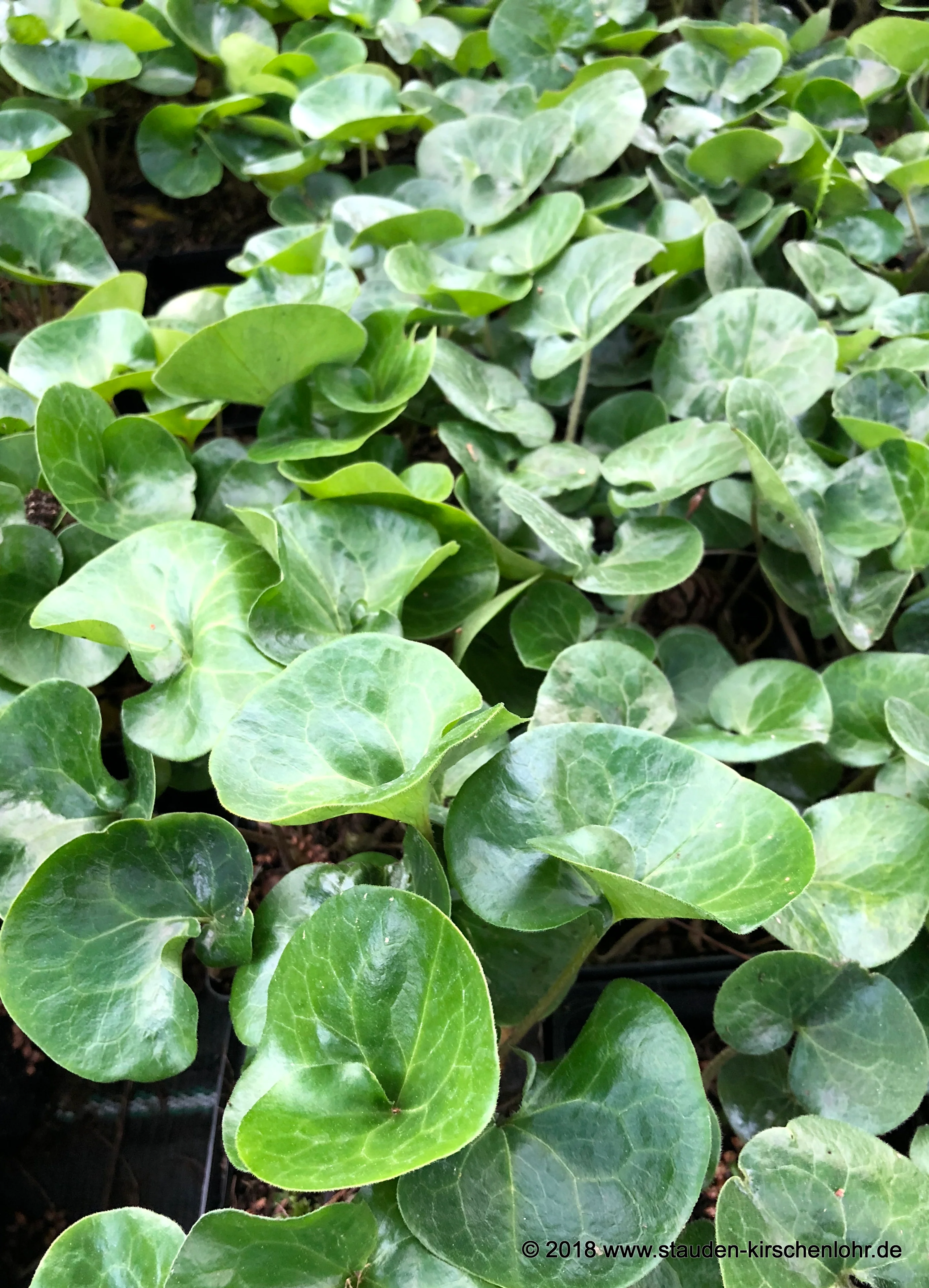 Asarum europaeum