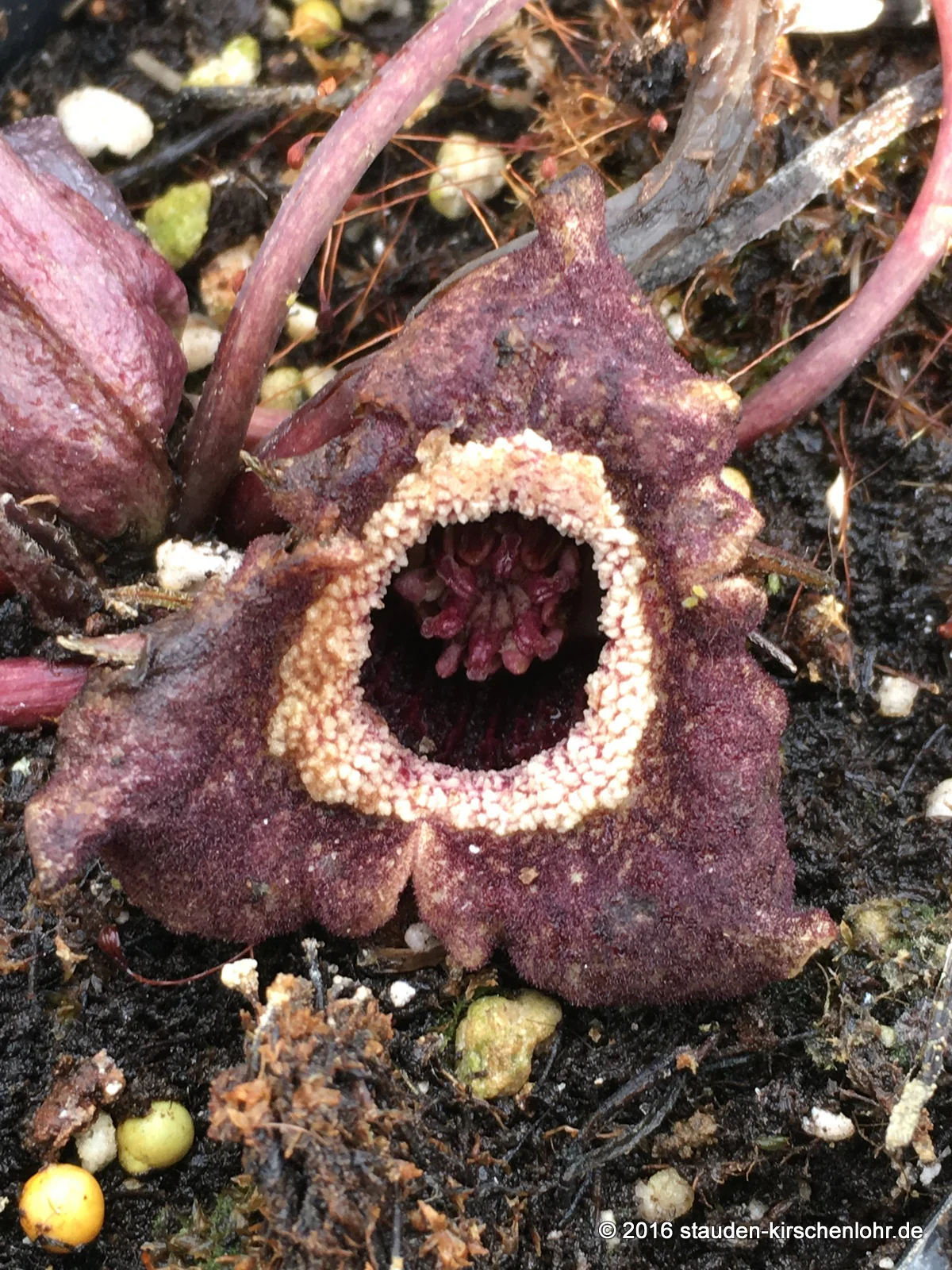 Asarum splendens