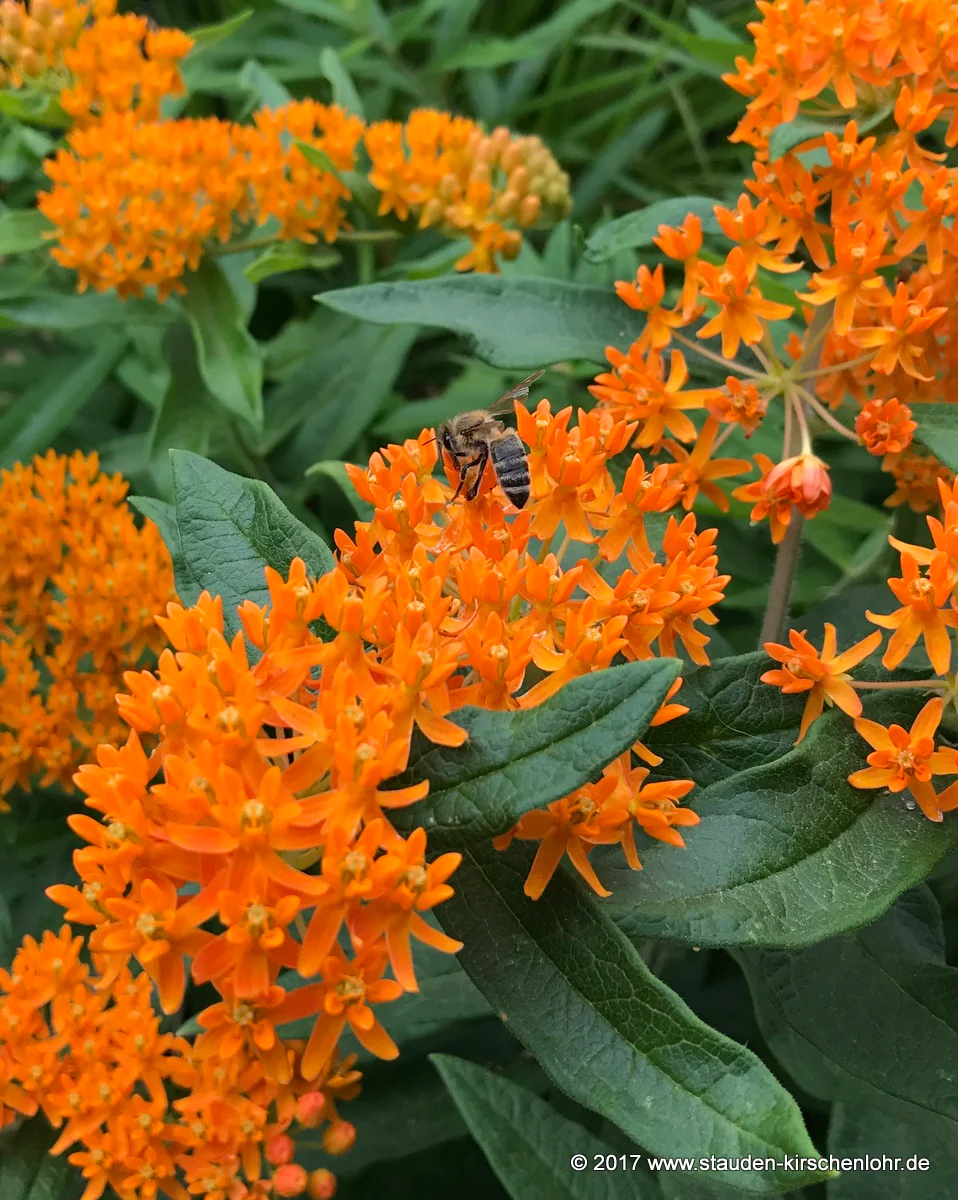 Asclepias tuberosa