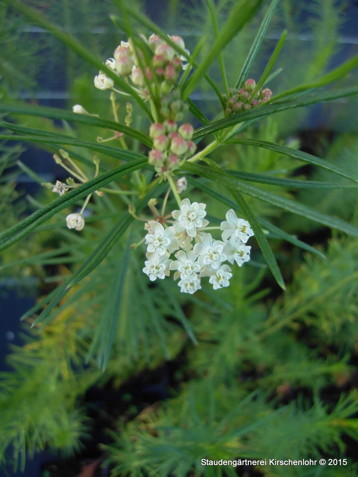 Asclepias verticillata