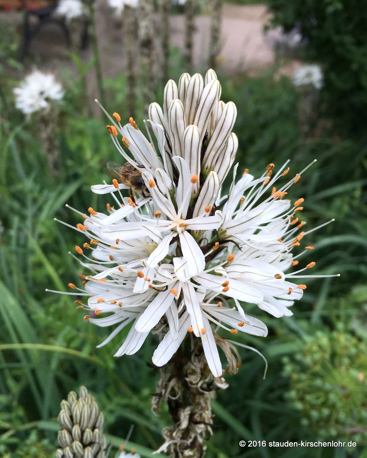 Asphodelus albus