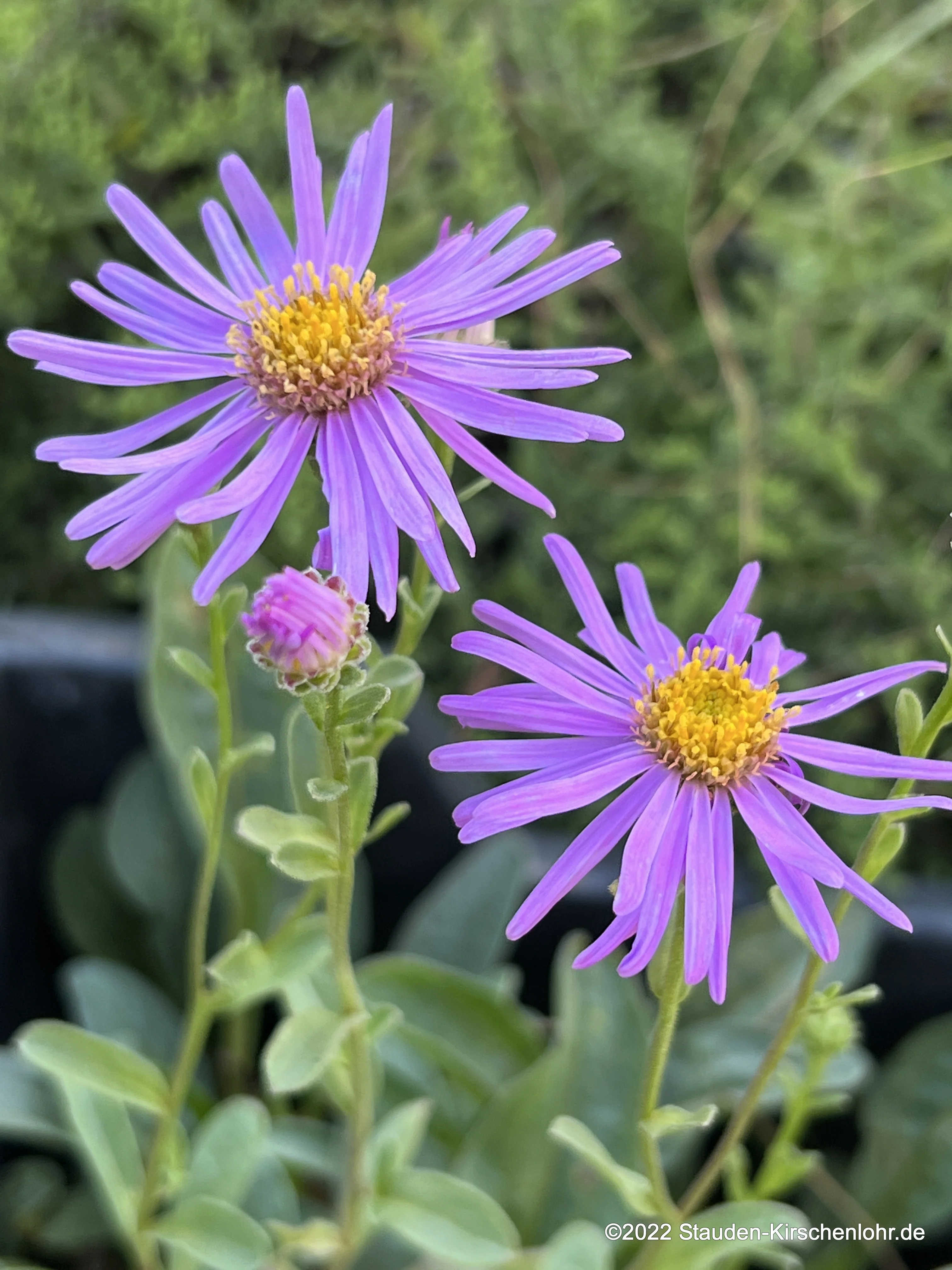 Aster amellus 'Sonja'