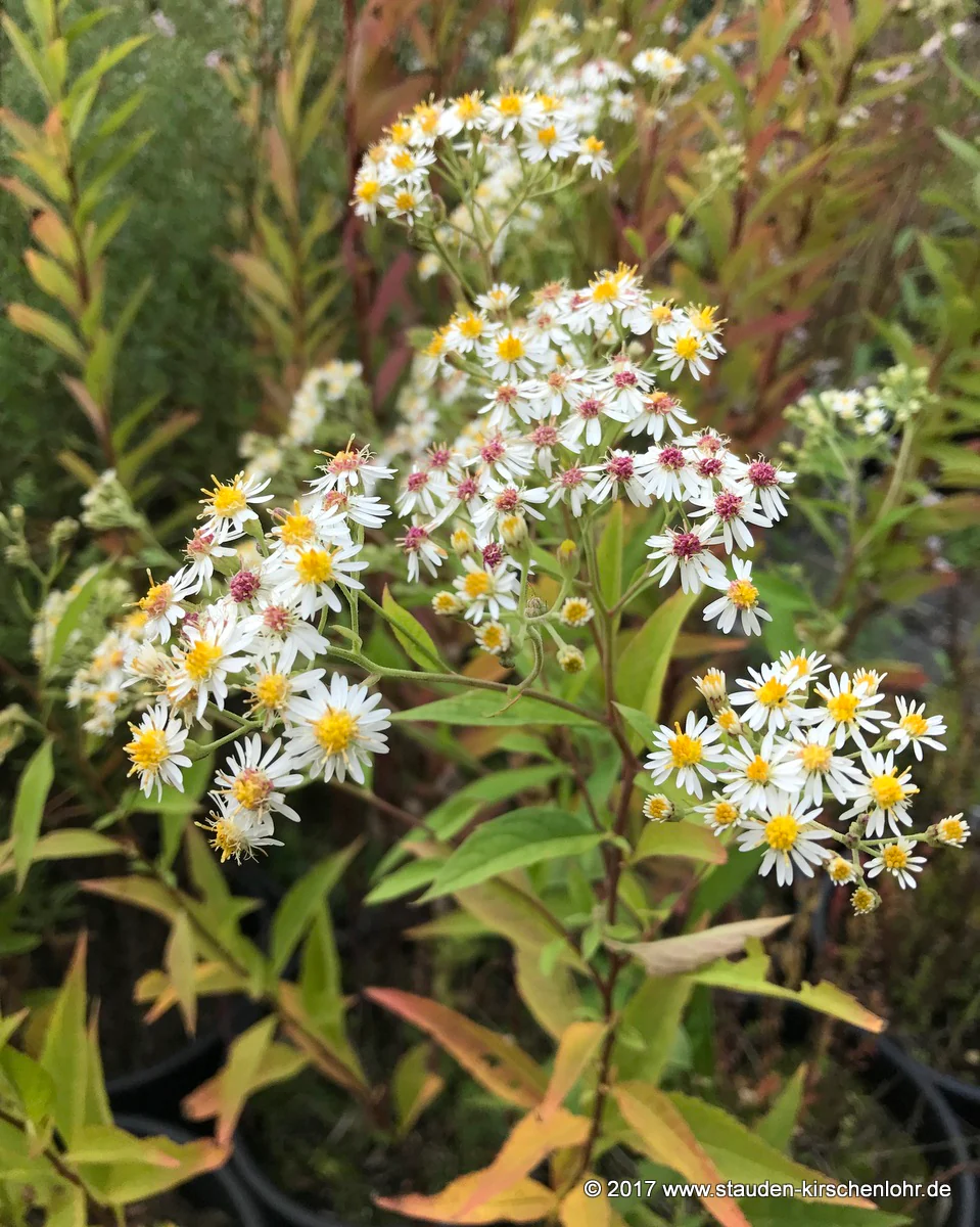 Aster glehnii 'Aglenii'
