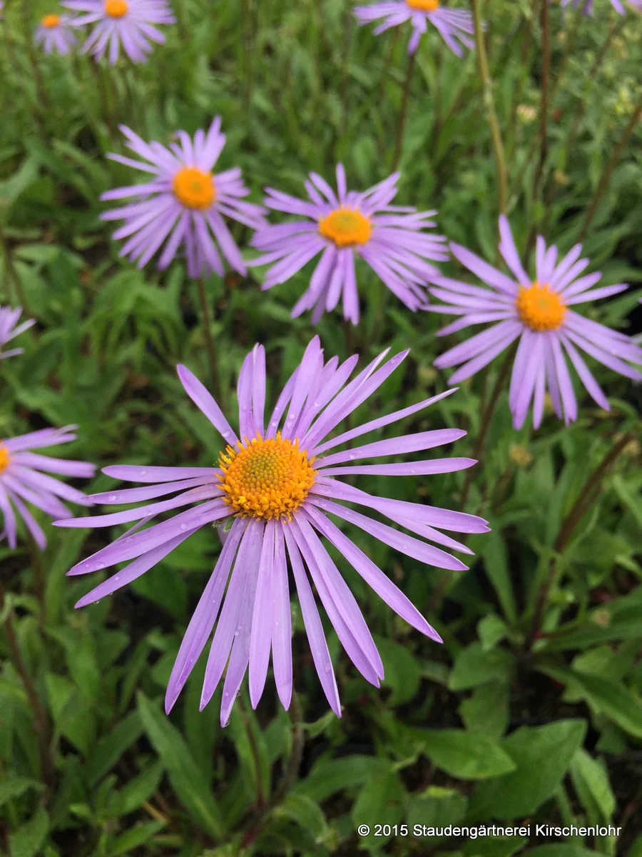 Aster tongolensis 'Napsbury'