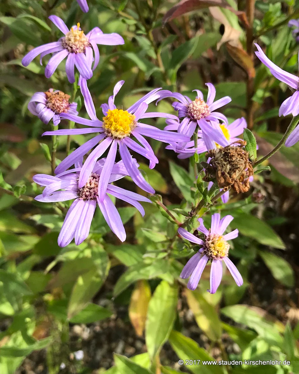 Aster x frikartii 'Wunder von Stäfa'