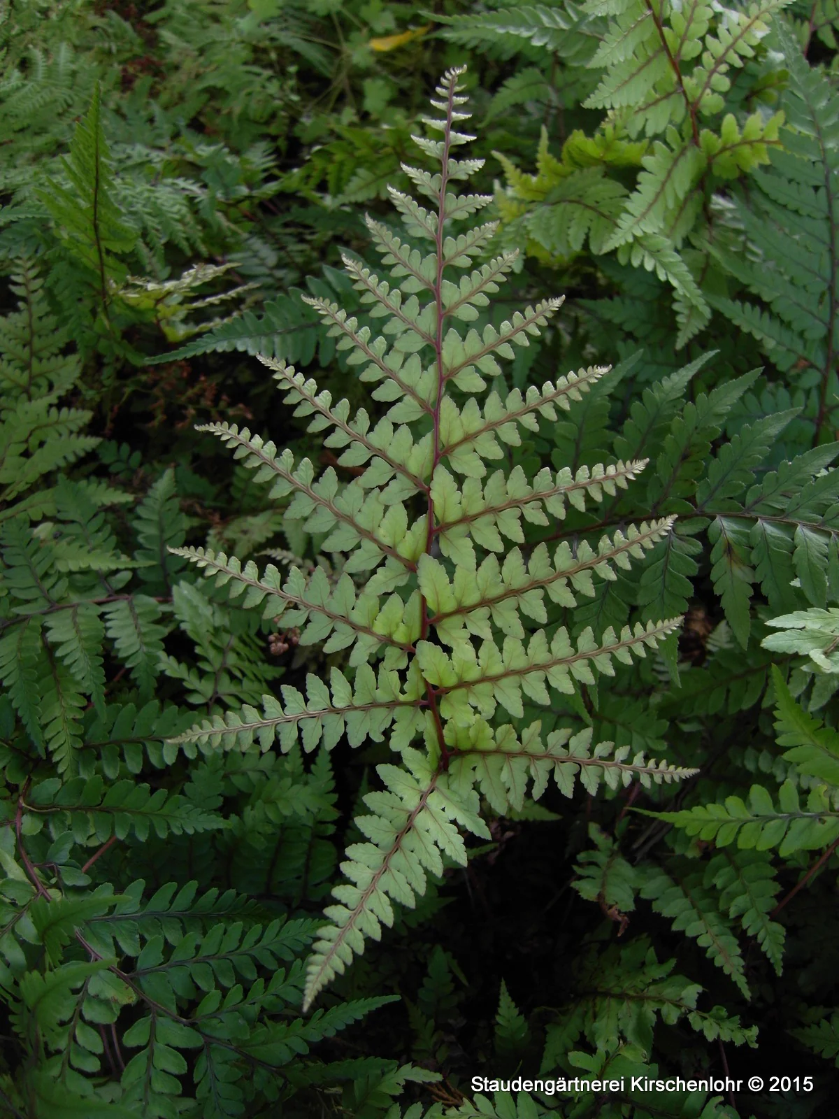 Athyrium otophorum var. okanum