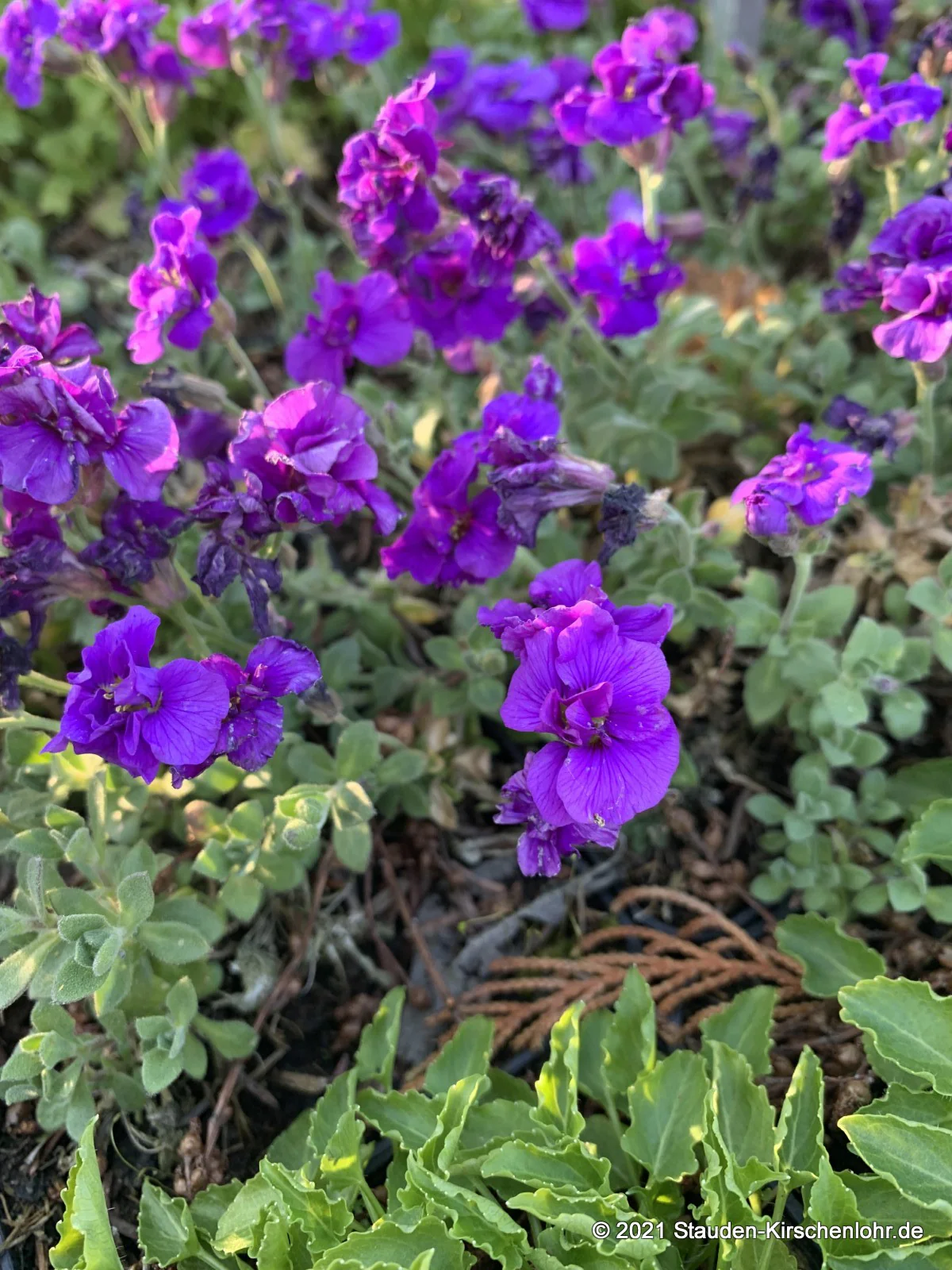 Aubrieta 'Sauerland'