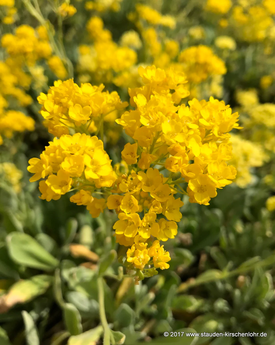 Aurinia saxatilis 'Compactum' (Alyssum)