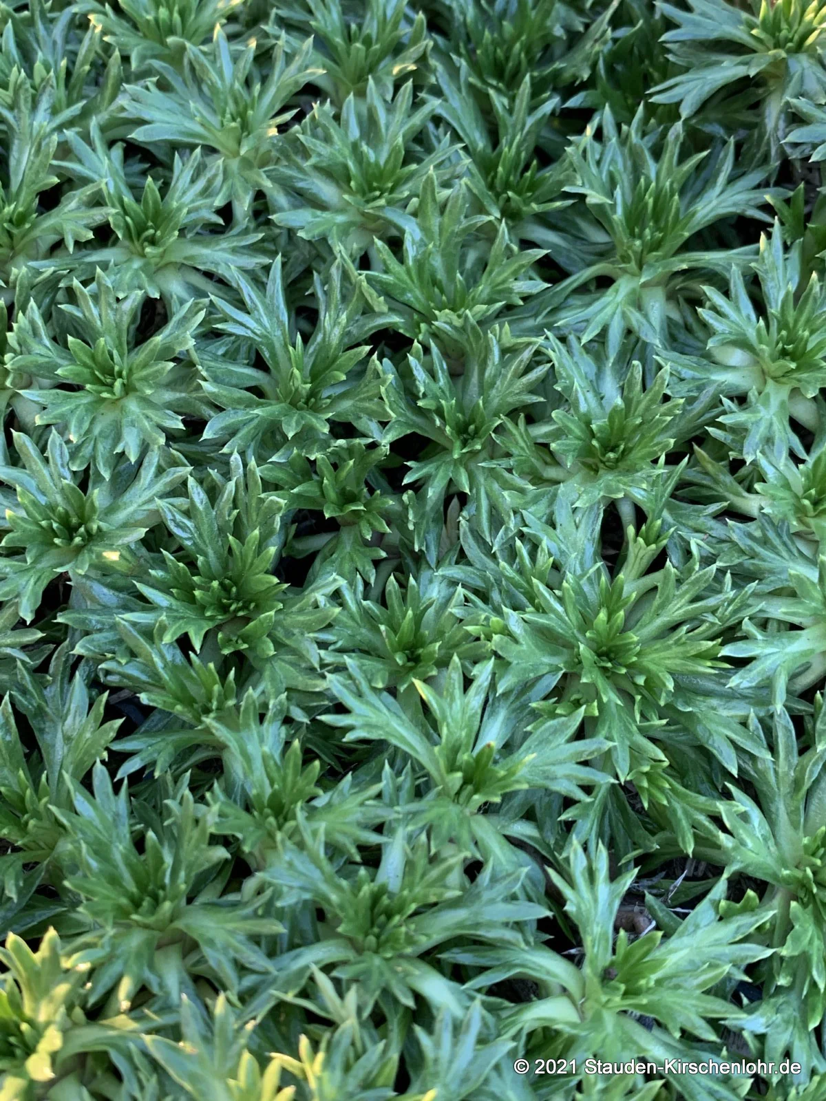 Azorella trifurcata
