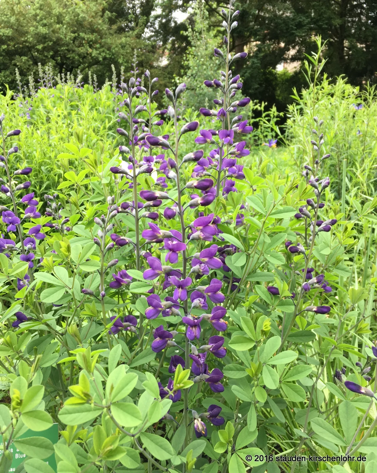 Baptisia australis