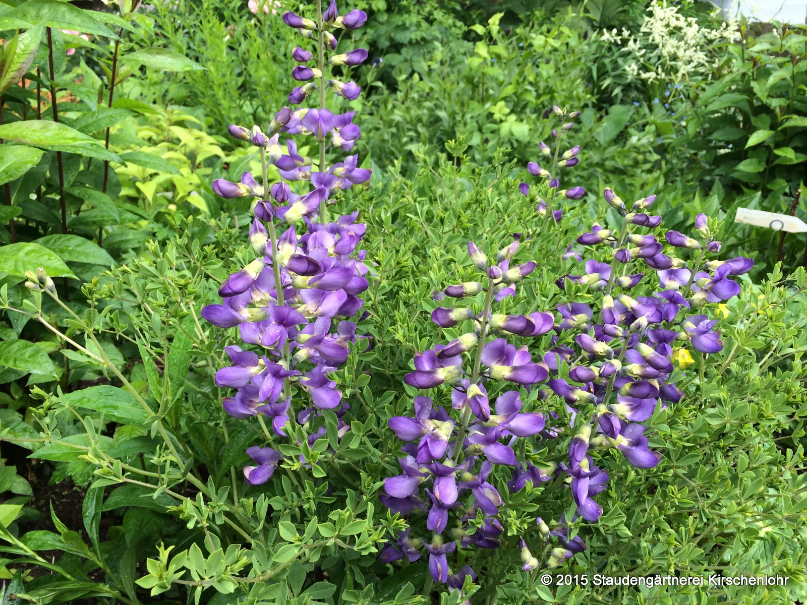 Baptisia australis var. minor