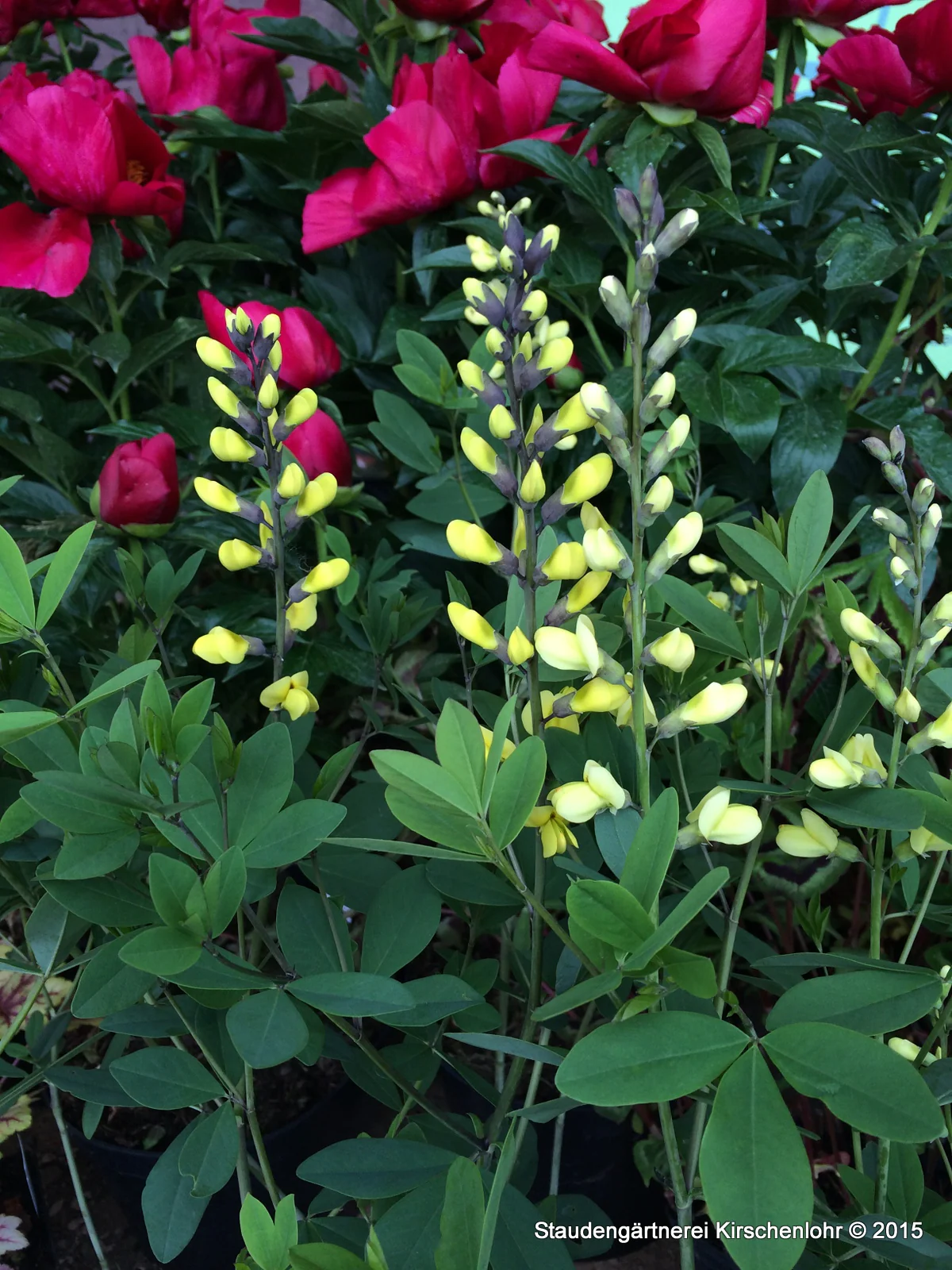 Baptisia 'Carolina Moonlight' ®