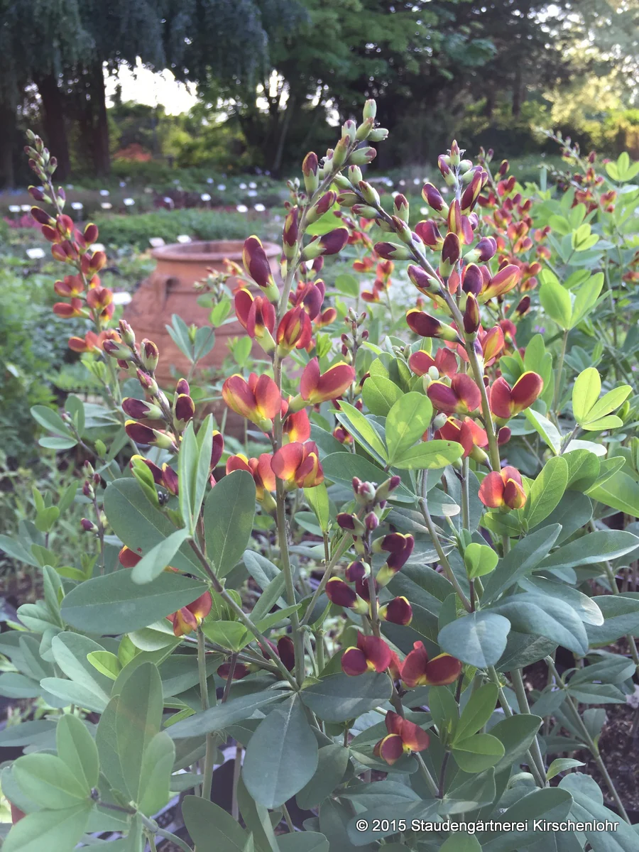 Baptisia 'Cherries Jubilee' ®