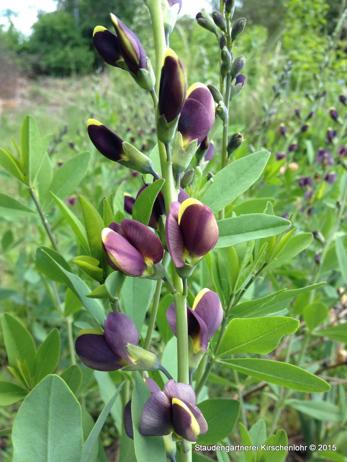 Baptisia 'Chocolate Chip'