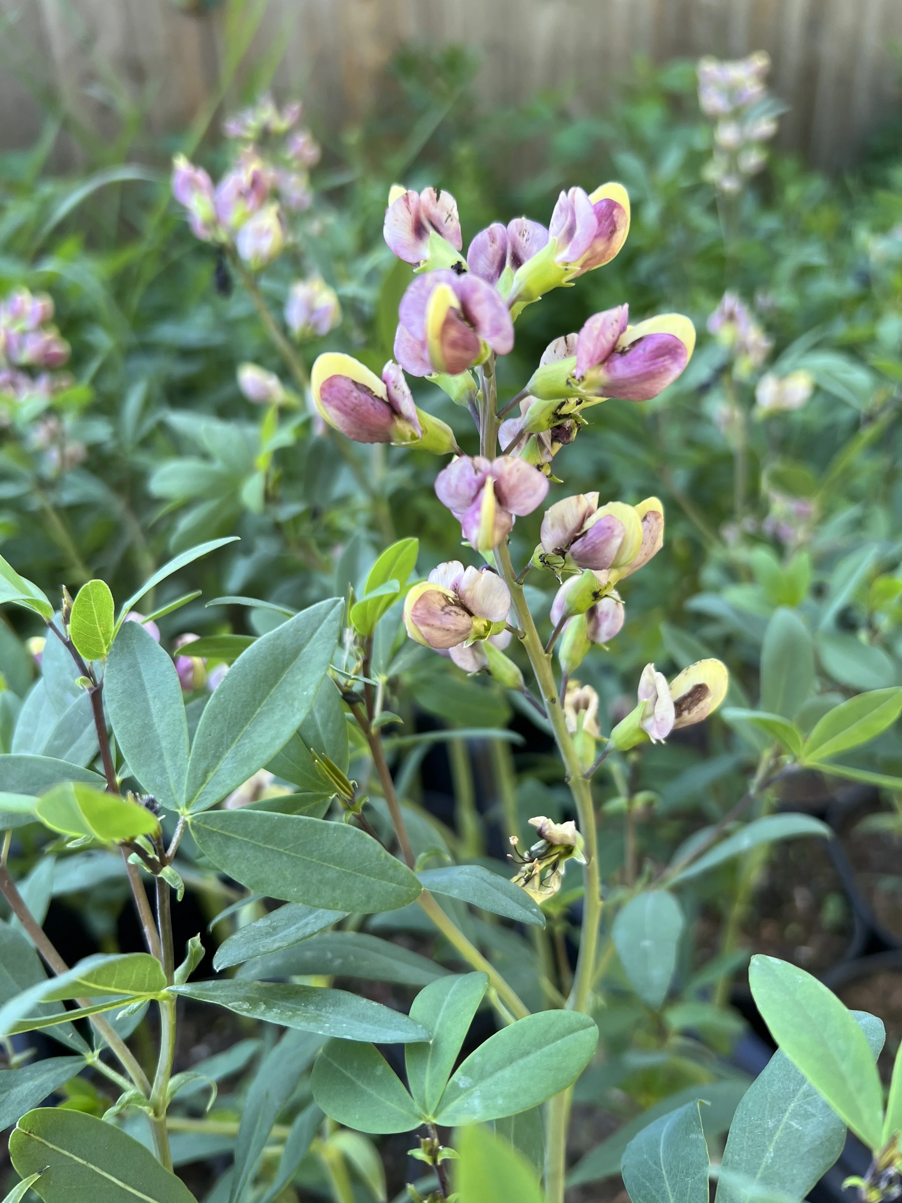 Baptisia 'Plum Rosy' ® NIS Co. 5 l 2022