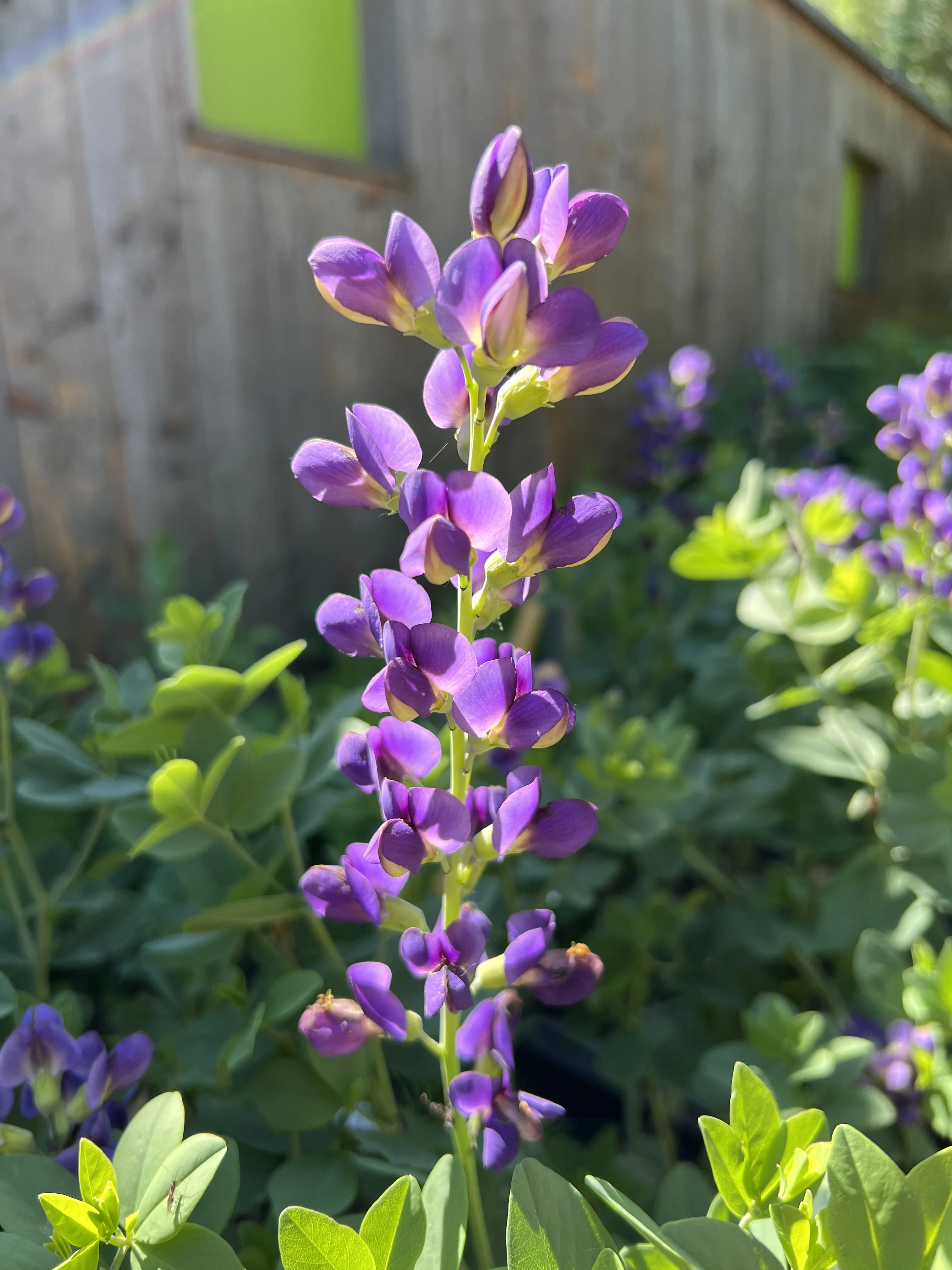 Baptisia 'Sparkling Sapphires' ® NIS Co. 5 l 2022