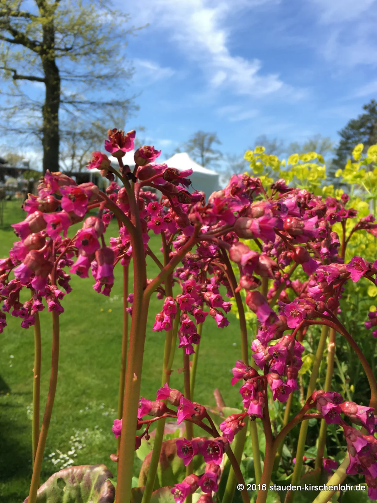 Bergenia 'Borodin'
