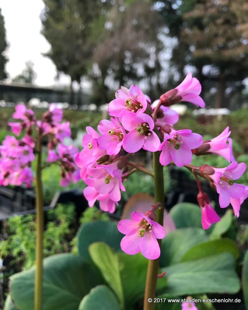 Bergenia 'Oeschberg'