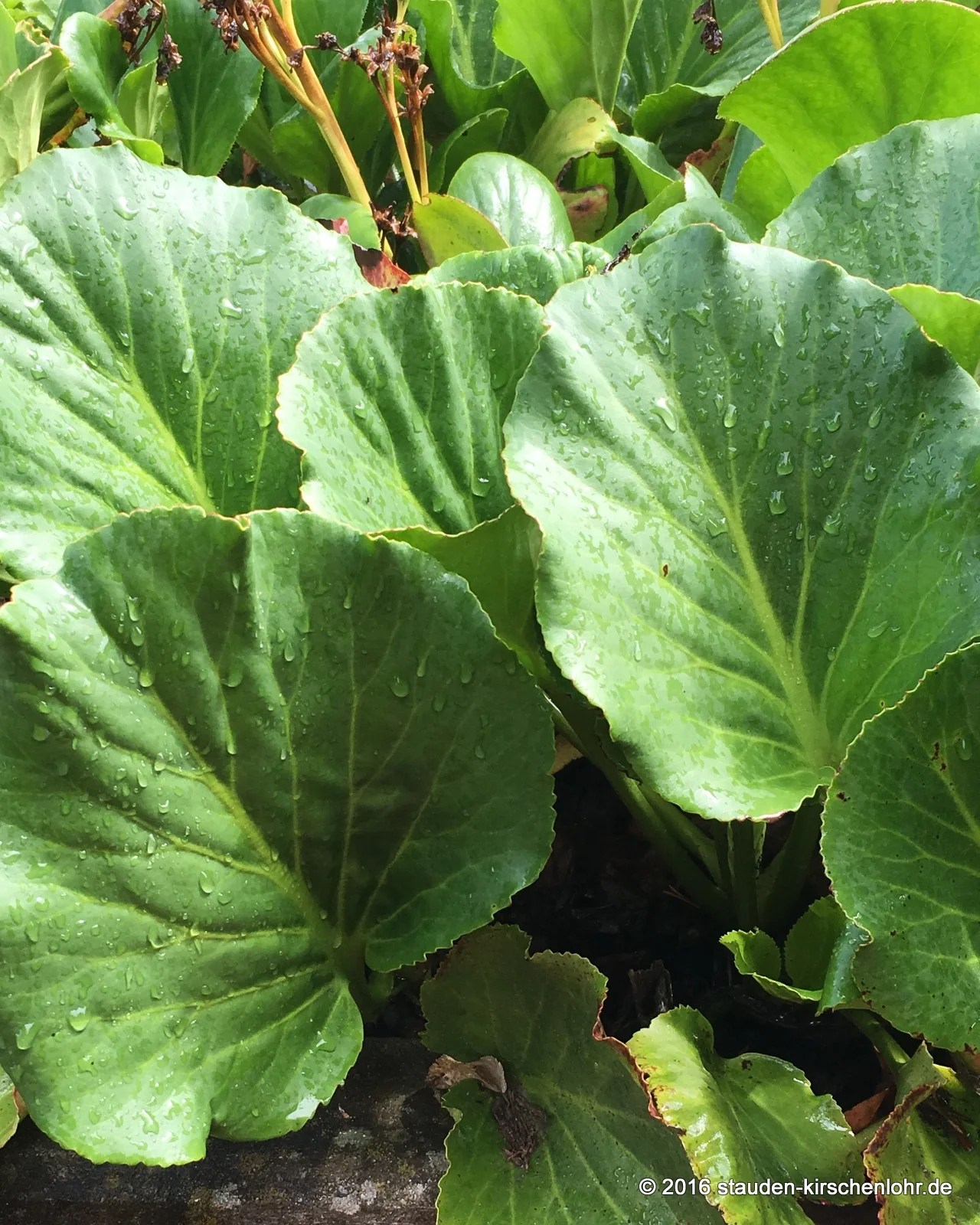 Bergenia 'Opal'