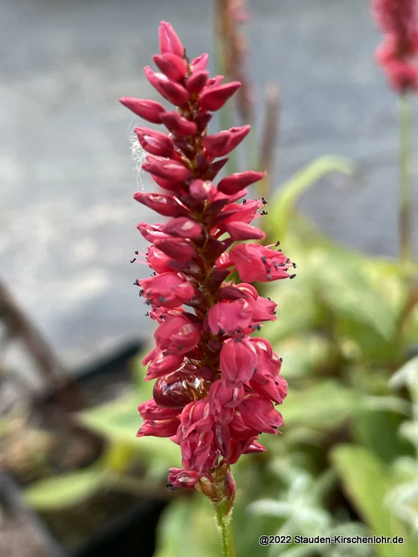 Bistorta amplexicaulis 'Calor'JS ®