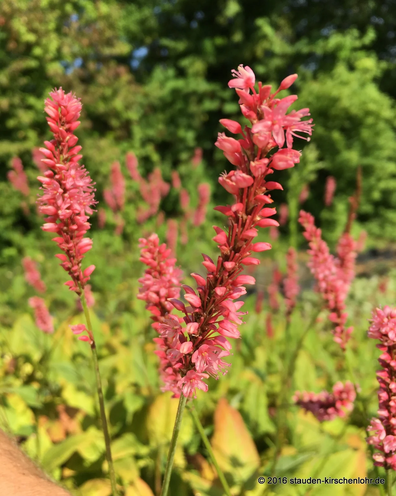 Bistorta amplexicaulis 'High Society'