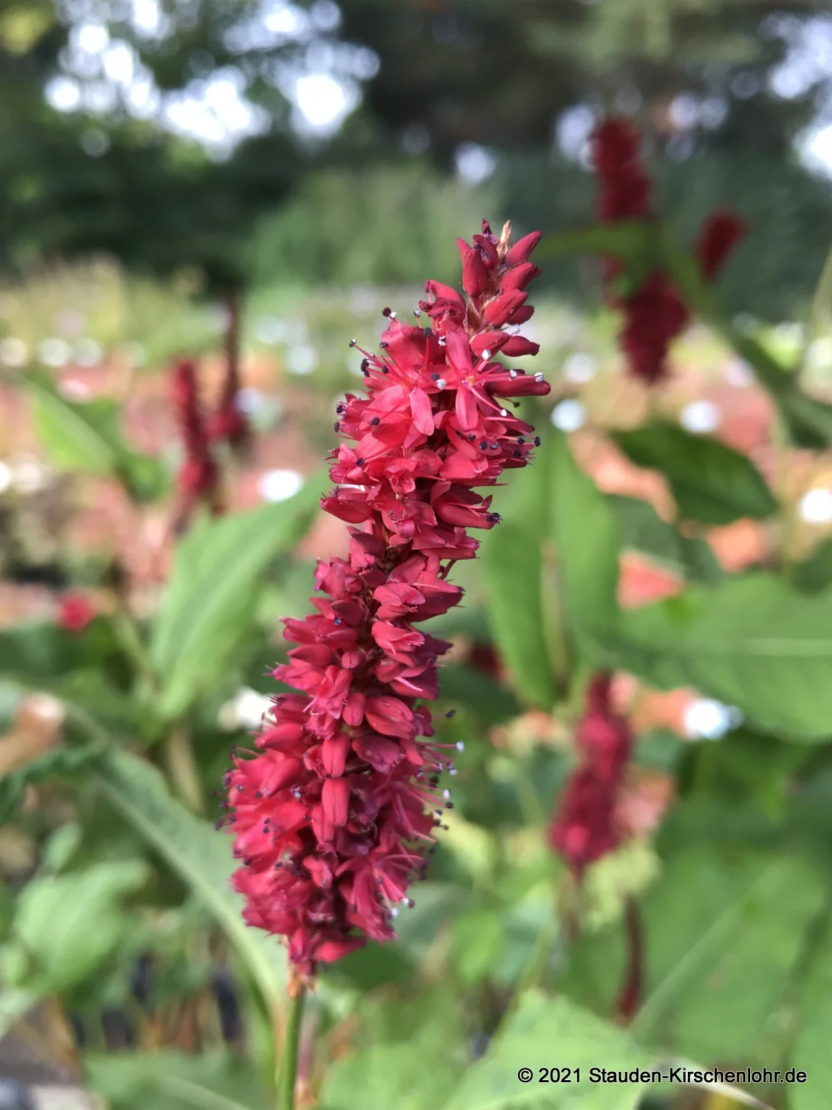 Bistorta amplexicaulis 'Red Baron'