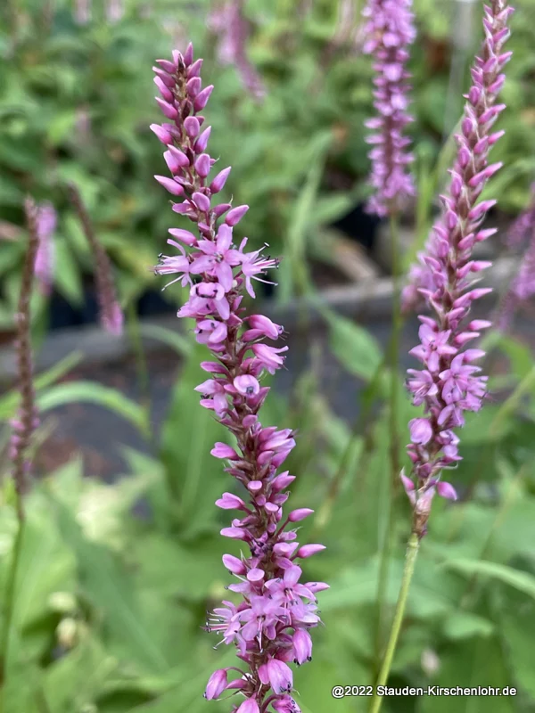 Bistorta amplexicaulis 'Rowden Gem'
