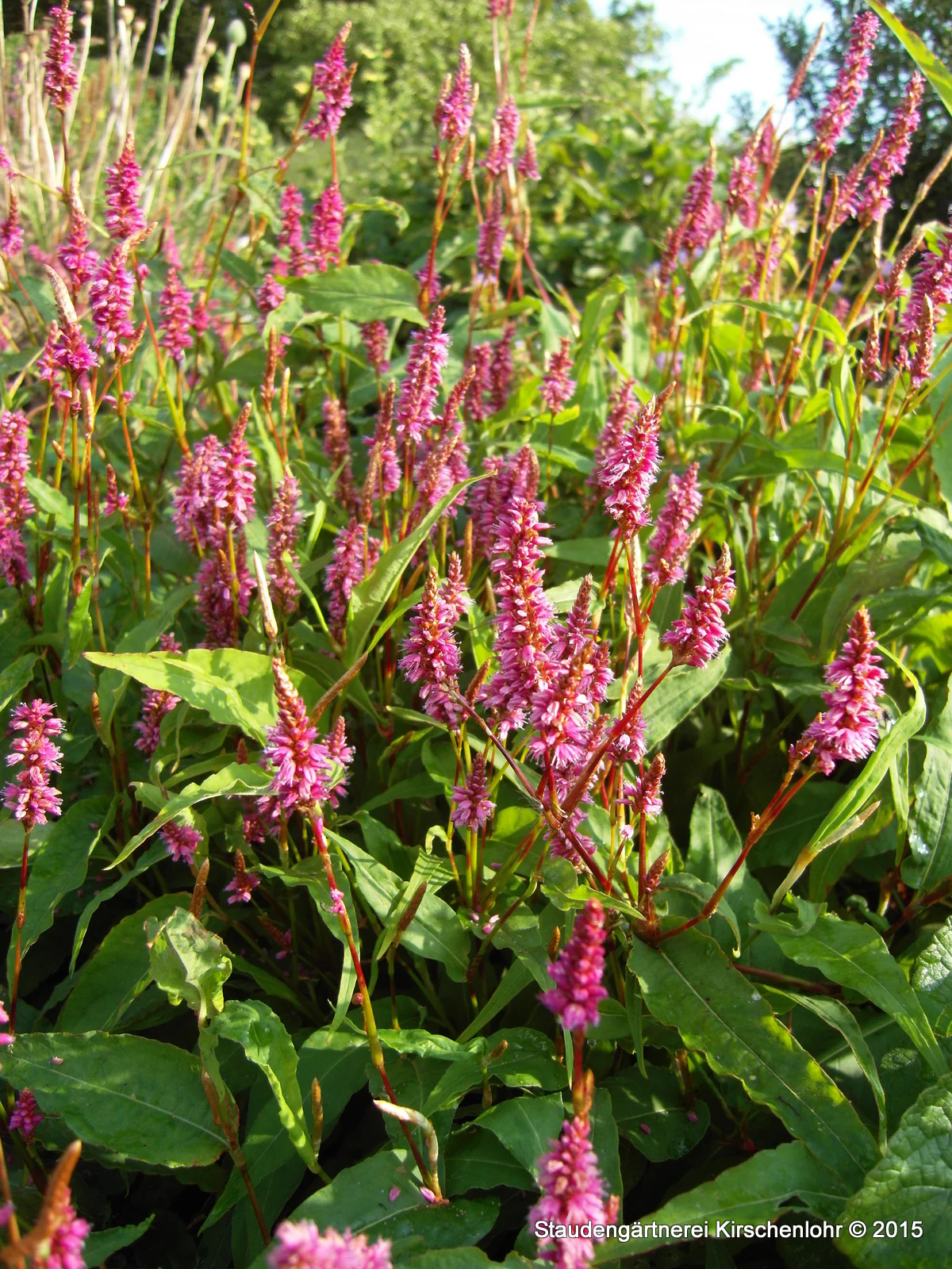 Bistorta amplexicaulis var. sinomontana