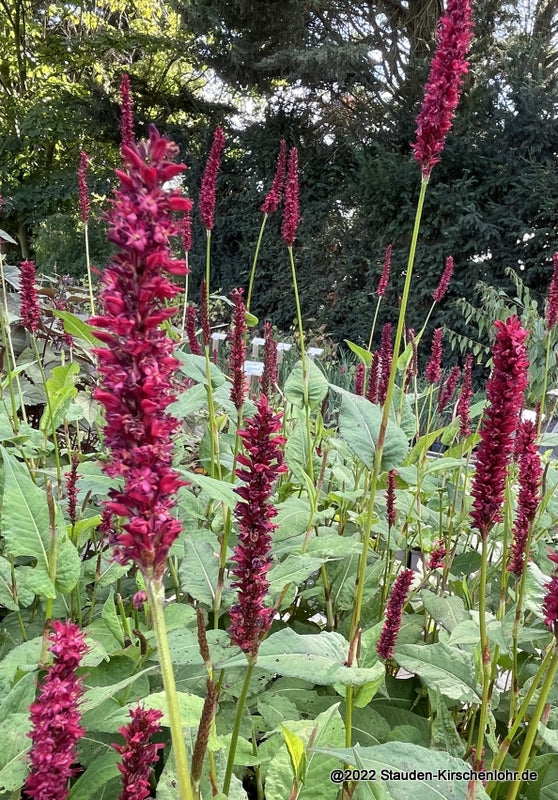 Bistorta amplexicaulis 'Vesuvius' ®