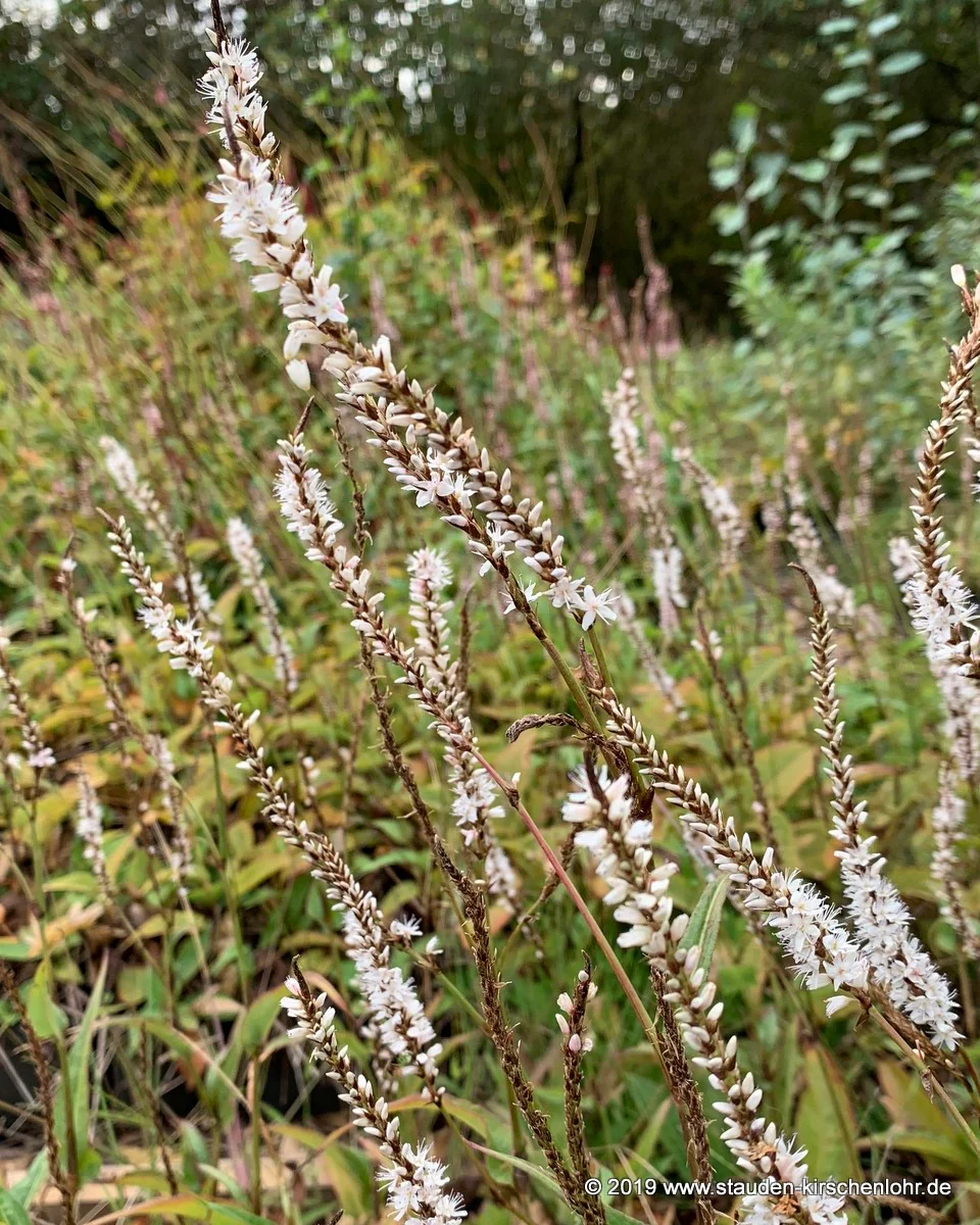 Bistorta amplexicaulis 'White Eastfield'