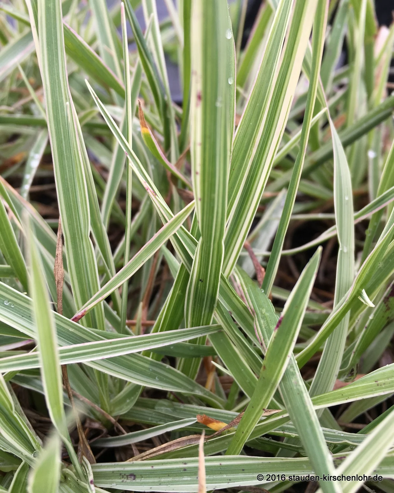 Briza media 'Zitterzebra'